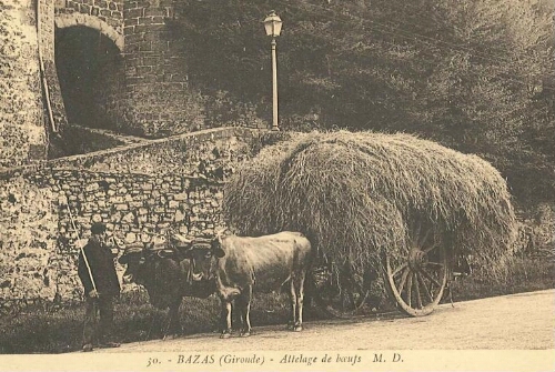 Attelage de bœufs face à la porte du Gisquet